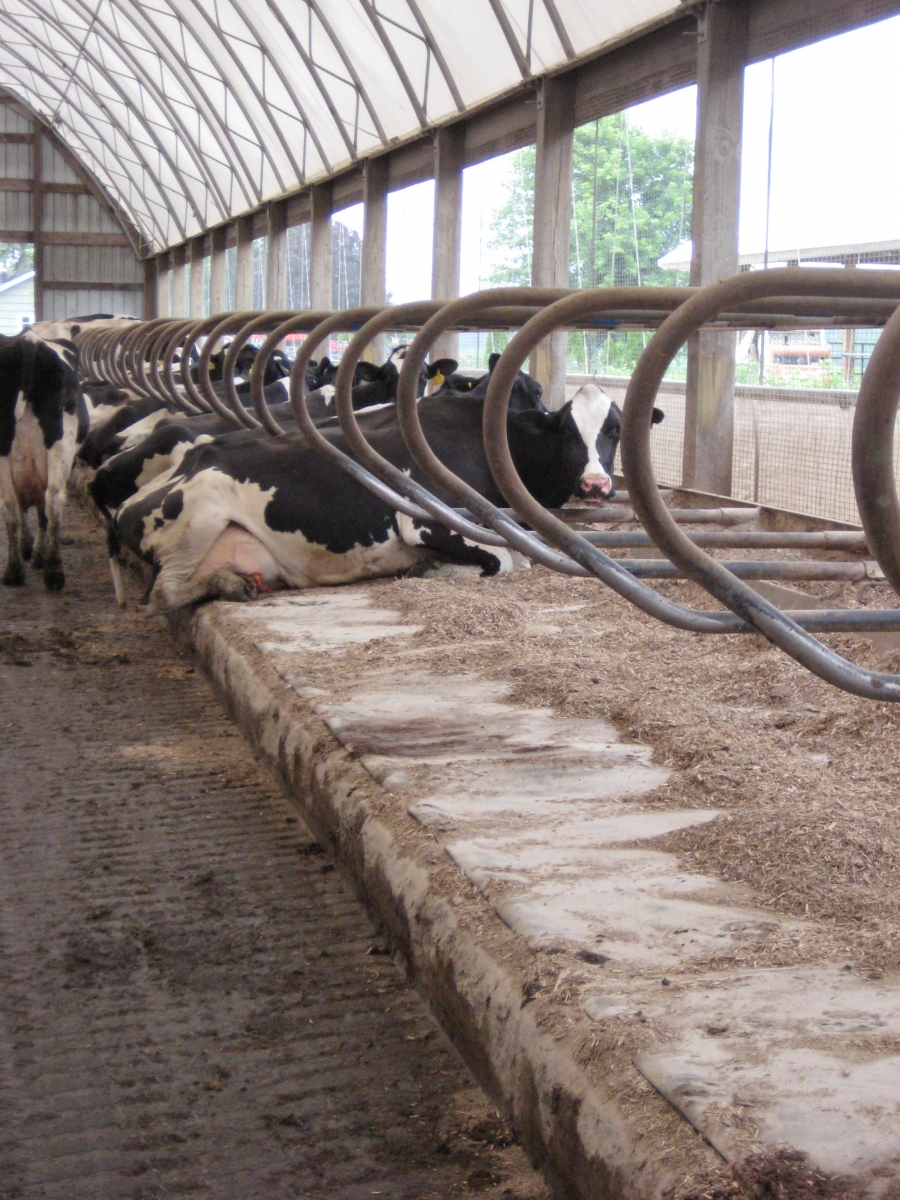 SuperStall Cow Mattress Systems