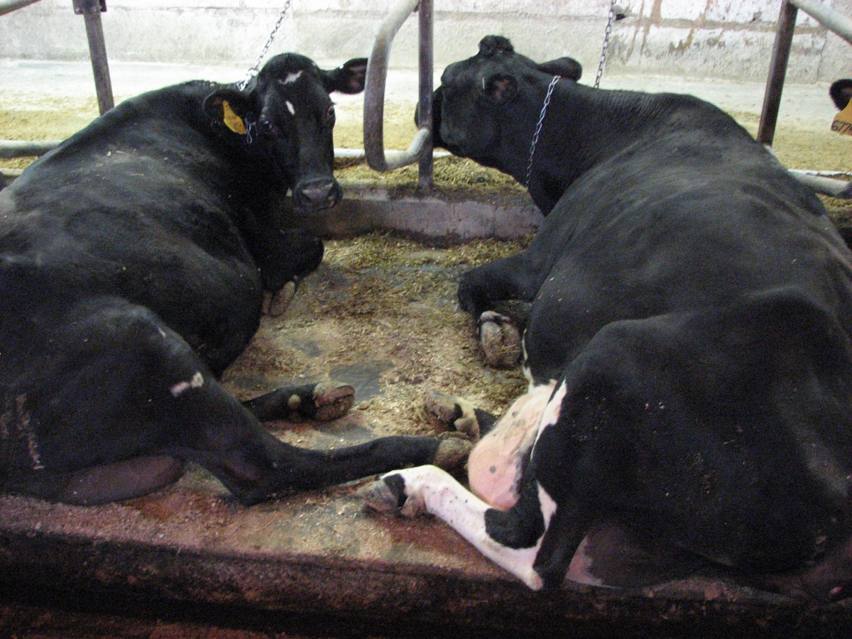 SuperStall Cow Mattress Systems